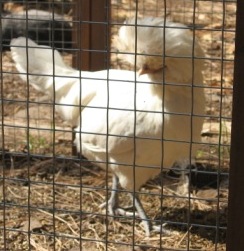 When You Build Your Chicken Coop, it Should Have. . .