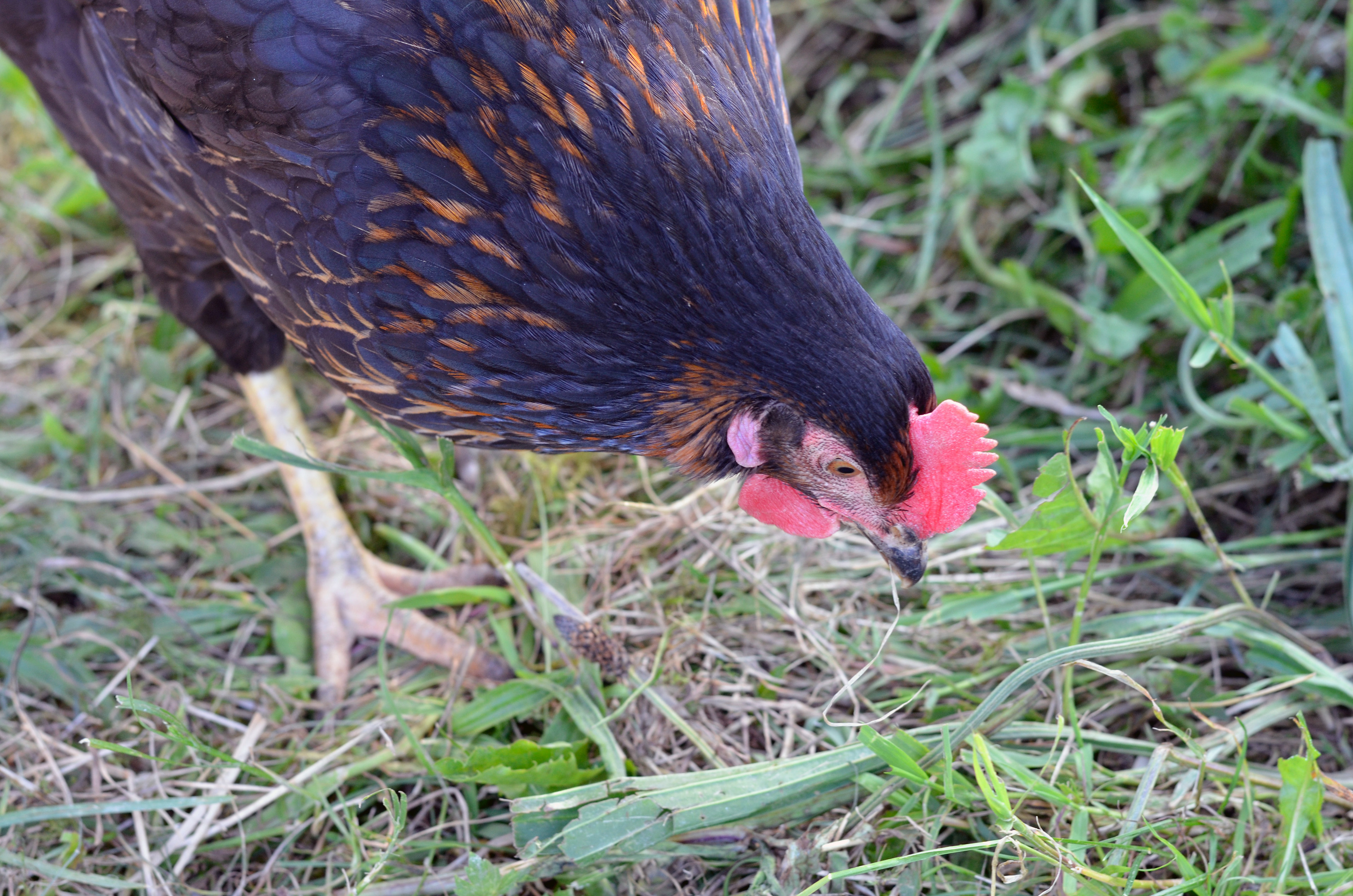 Backyard Chicken FAQs – How to look after Backyard Poultry