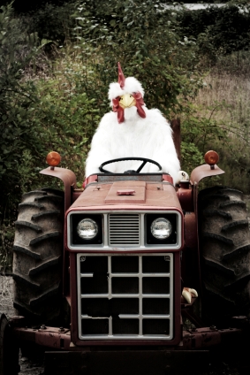 chicken tractor?