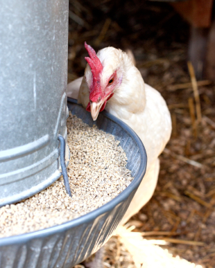 A Waterer and a Feeder for Your Chicken Coop