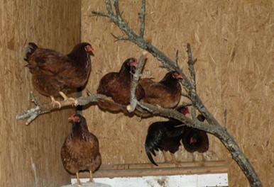 Why Chickens Need a Roost