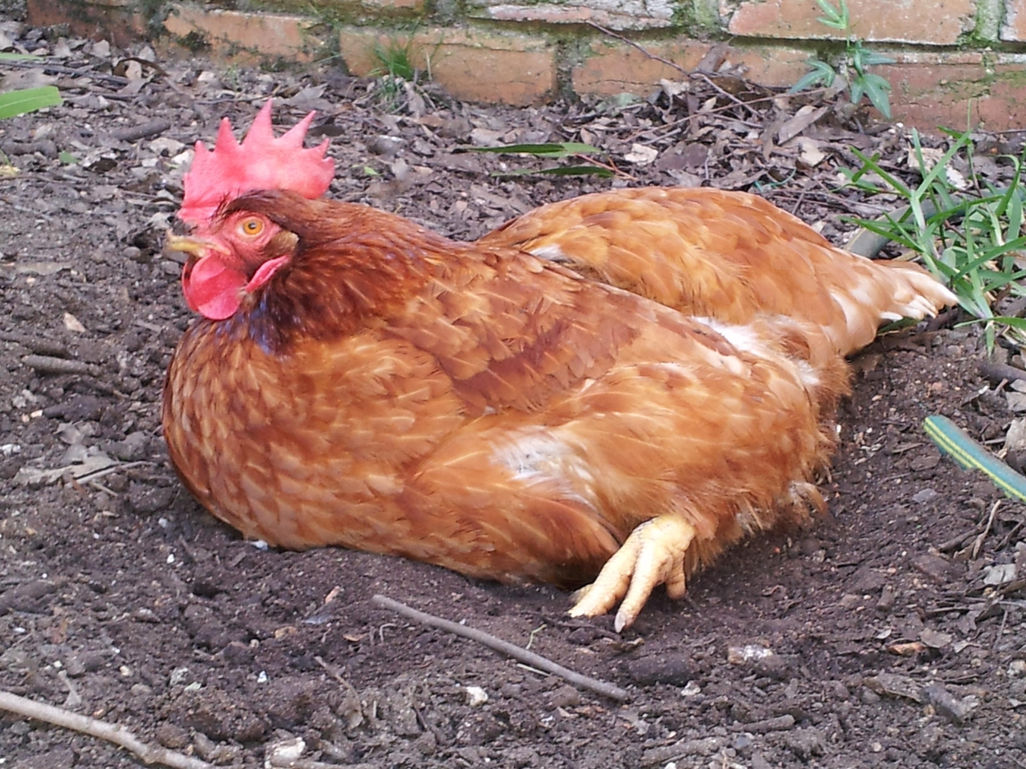 She was a sweet hen who never bothered anyone and loved to trail around aft...