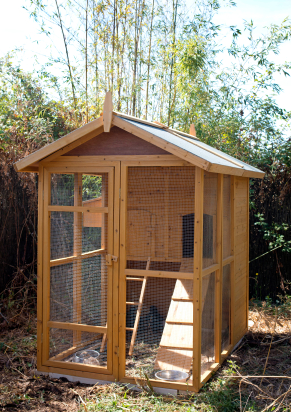 Choosing the Best Chicken House for Your Chickens