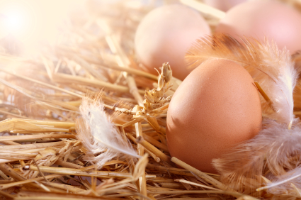 Fresh Chicken Eggs in a Nest