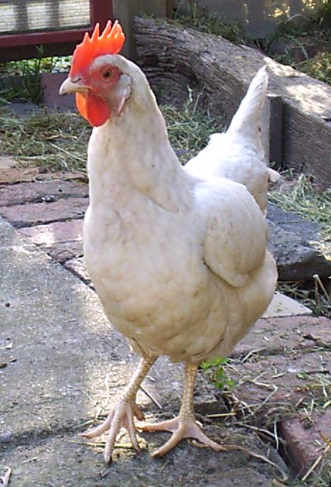 Leghorn chickens are popular amongst chicken breeds