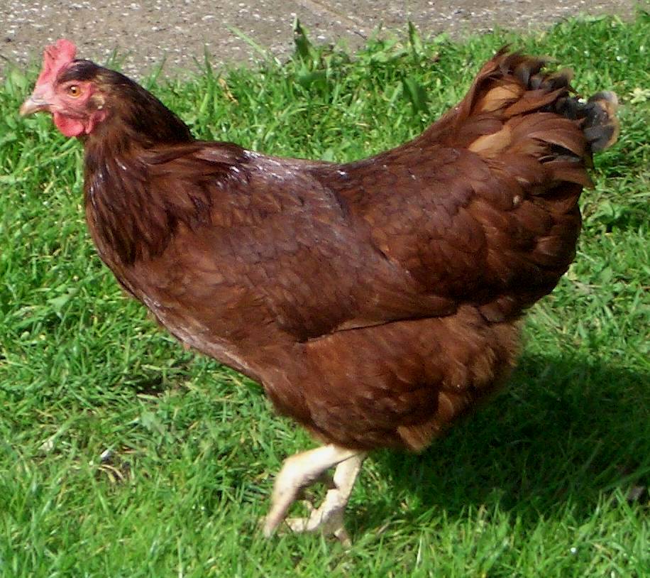Rhode Island Red Chicken - Hen