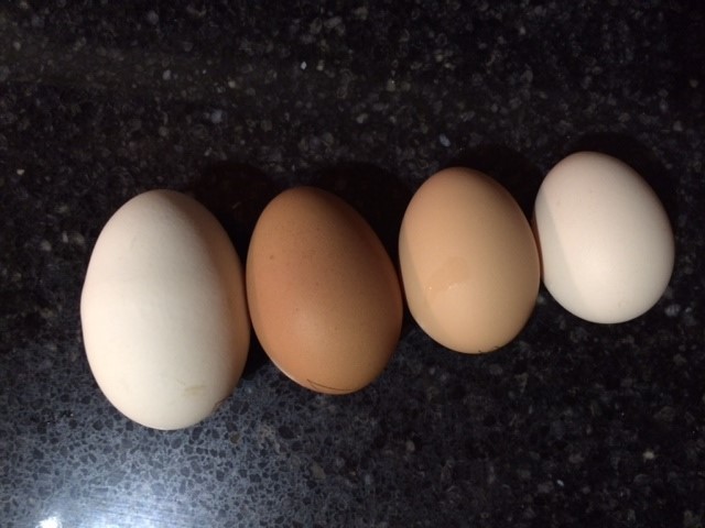 Какие яйца лучше купить. Категории яиц. Сорта яиц куриных. Диетические яйца. Форма куриного яйца.