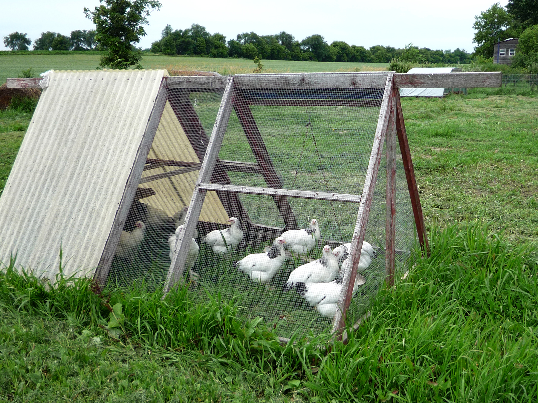 The 7 Steps to Choosing the Perfect Chicken Tractor