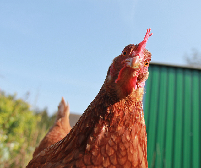 What Do Chickens Eat? Secrets to Superior Chicken Feed