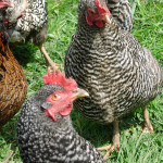 The Barred Rock Chicken is popular amongst chicken breeds