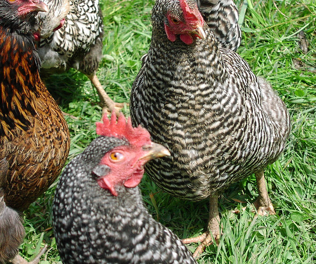 The Nitty Gritty on Barred Rock Chickens