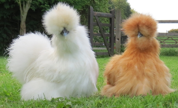 Silkie Chickens Make the Best Pets