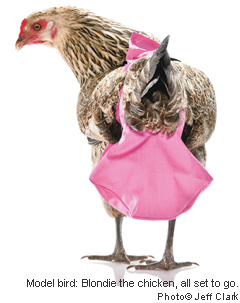 Chicken Diapers – Bring Your Chickens into the House