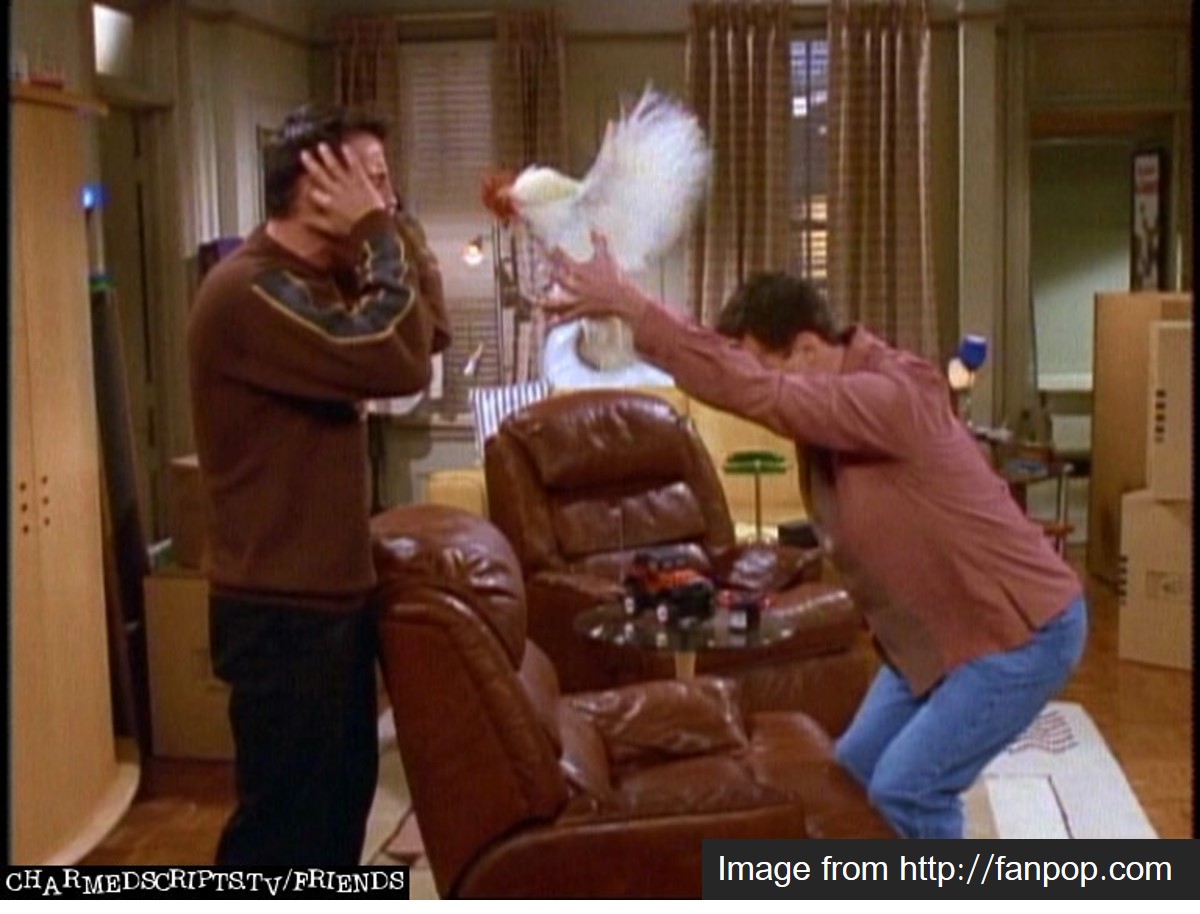 Joey & Chandler's indoor pet chicken