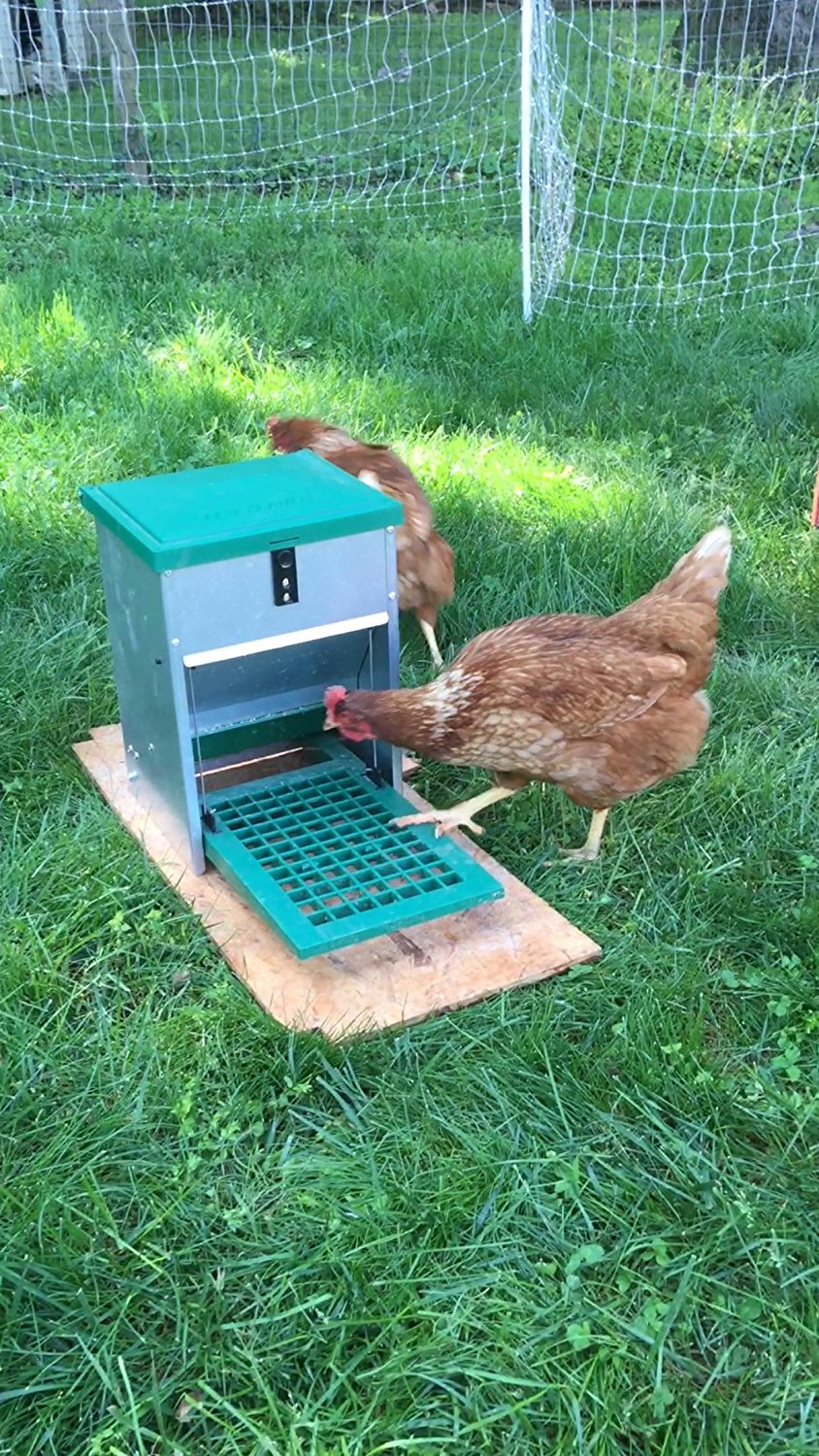 Review of Chicken Treadle Feeders