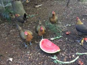 Can Chickens eat watermelon