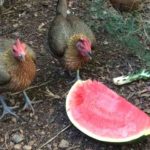 Can chickens eat watermelon