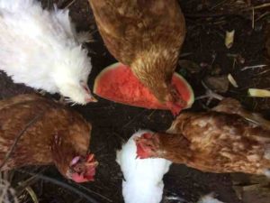 Can chickens eat watermelon