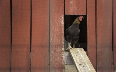 How to Build a Small Farm Chicken Coop